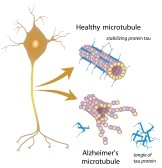 mikrotubules