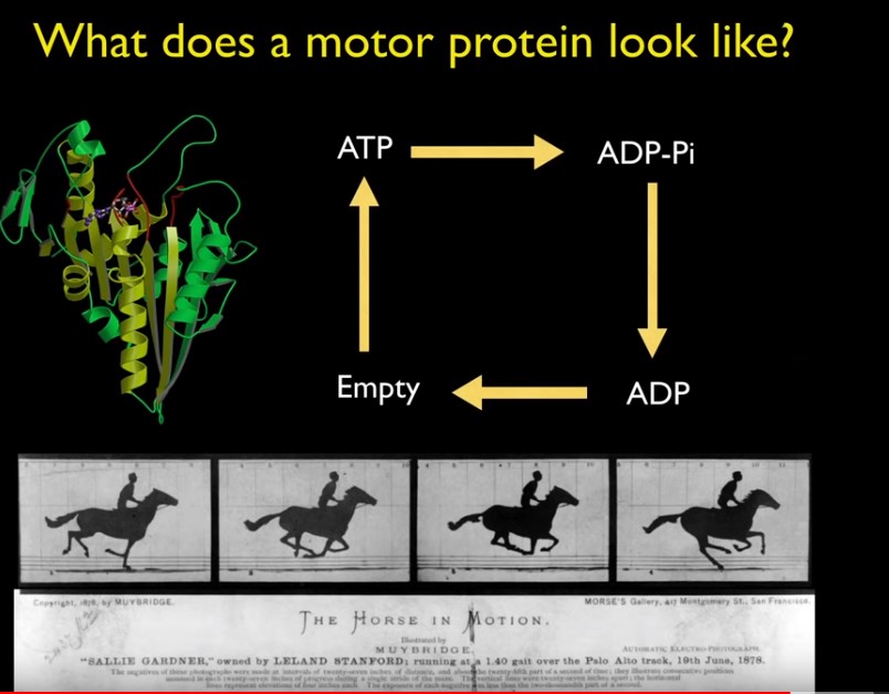 motor-protein