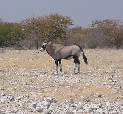 oryxen