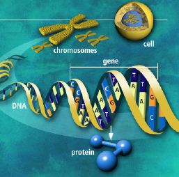 celle-protein