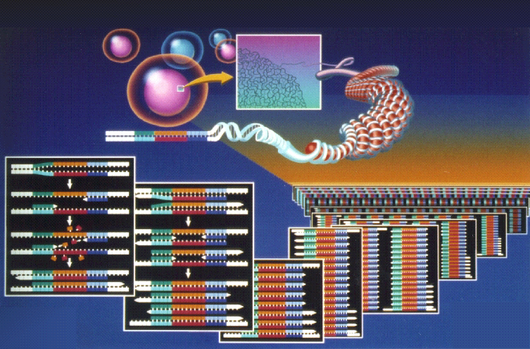 polymerase chain reaction