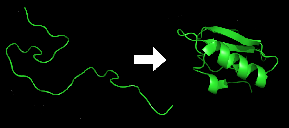 protein-folding