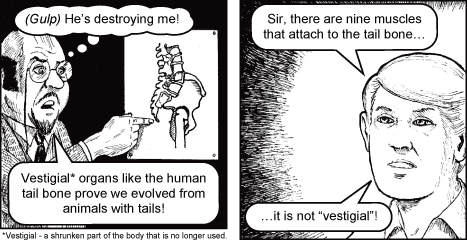 vestigalt-haleben