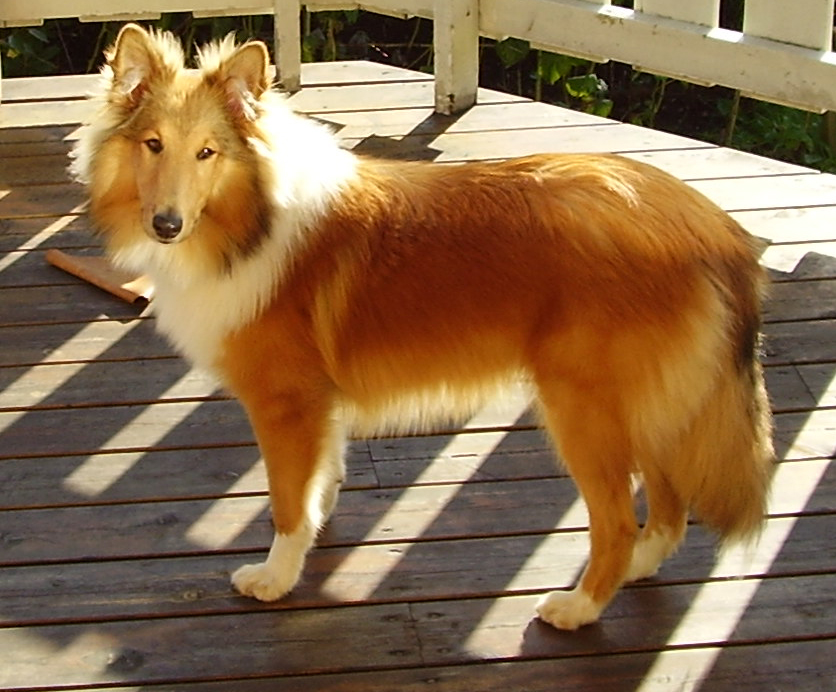 Fido som hvalp