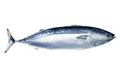 fisk