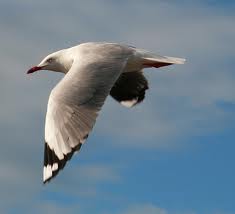 naa flyver fuglen
